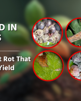 Huntinorganics