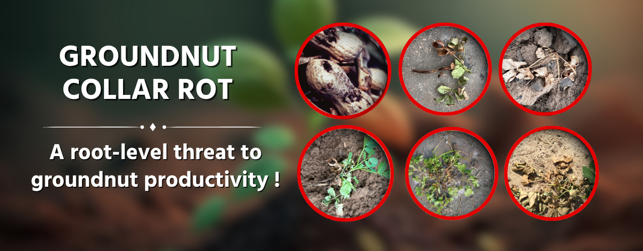 Groundnut collar rot