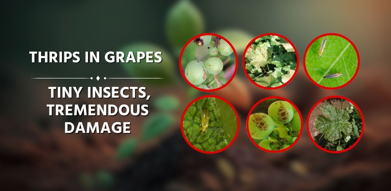 Huntinorganics